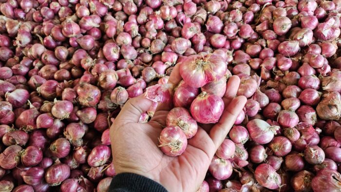 Indonesian Shallots: A Premium Agricultural Commodity with Global Market Potential